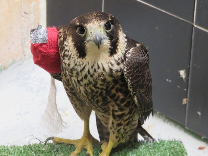 El halcón abatido recientemente entre Villanueva de la Cañada y Brunete (Madrid), tras ser atendido por nuestro equipo veterinario