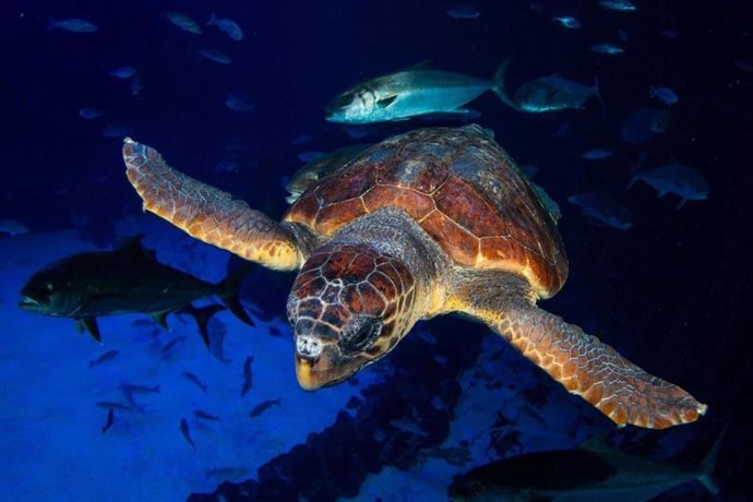 Una tortuga encontrada en estado crítico se recupera en Poema del Mar