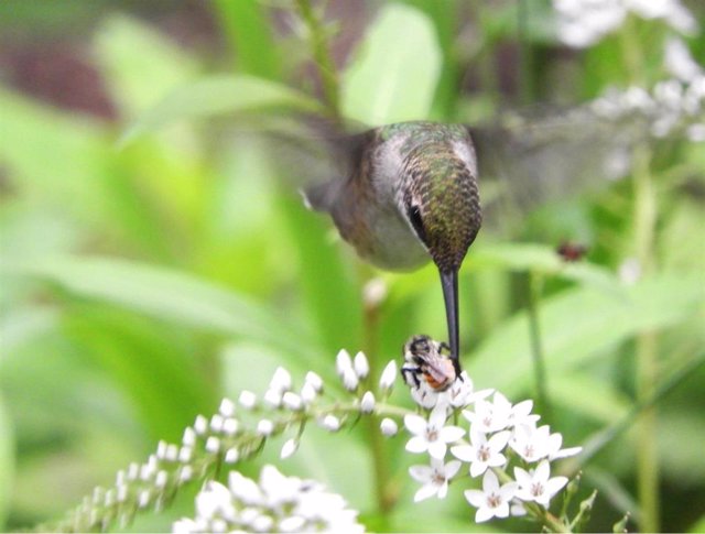 Colibrí y abeja compartiendo flores.