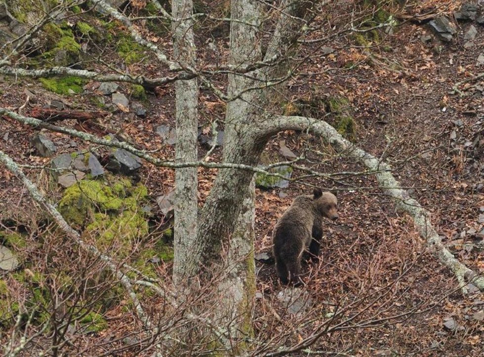 Archivo - Imagen de un oso pardo.