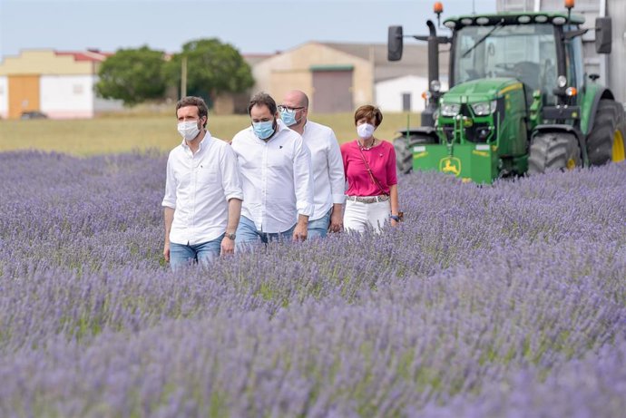 Archivo - El presidente del PP, Pablo Casado, visita los campos de lavanda de Brihuega