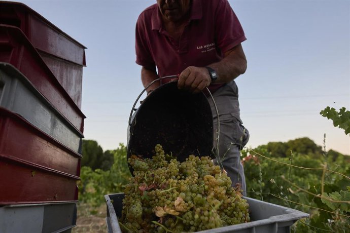 Un hombre trabaja en la vendimia, en un viñedo