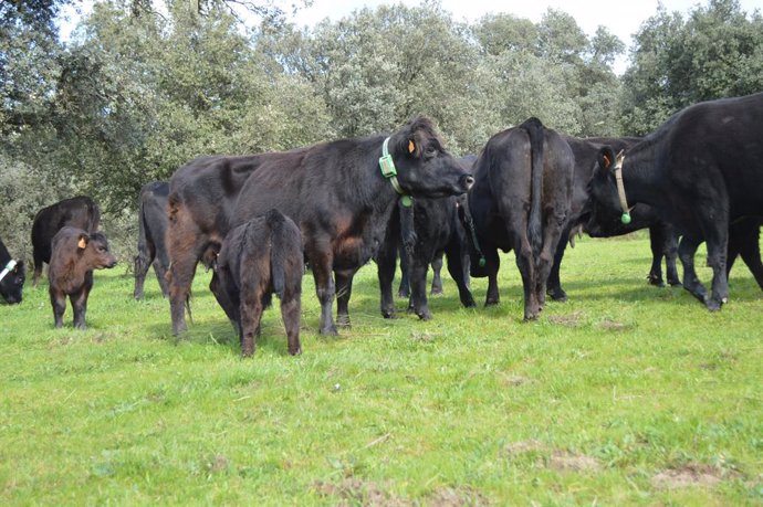 Vacas monitorizadas