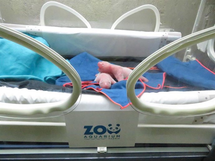 Gemelos oso panda en el Zoo Aquarium Madrid