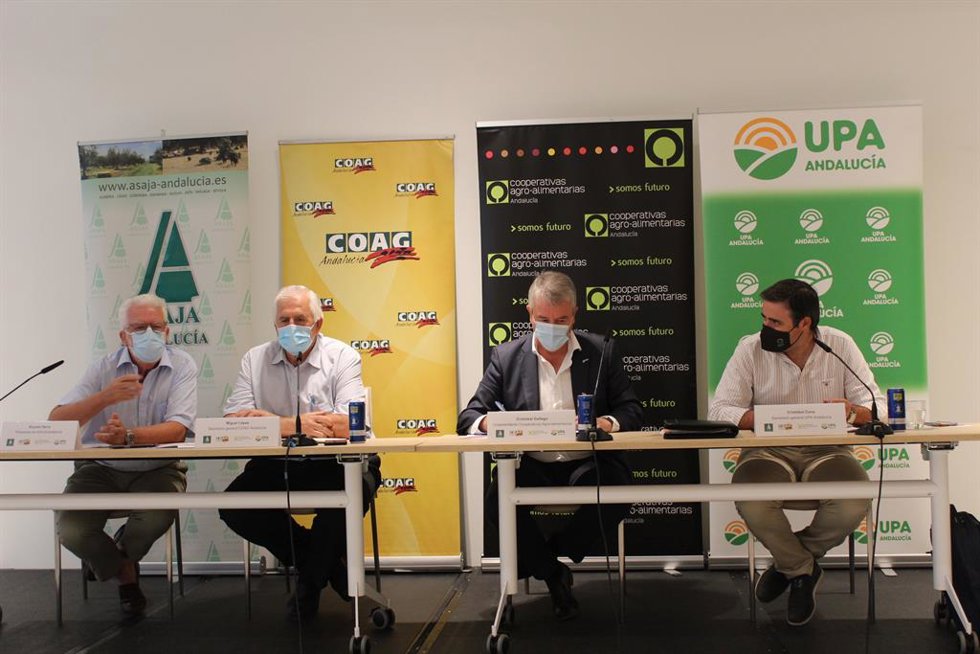 Ricardo Serra (Asaja), Miguel López (COAG), Cristóbal Gallego (Cooperativas Agro-alimentarias de Andalucía) y Cristóbal Cano (UPA)