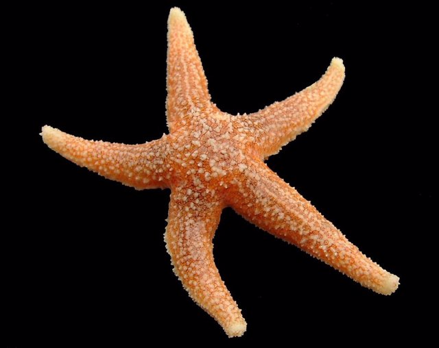 Estrella de mar Asterias rubens.