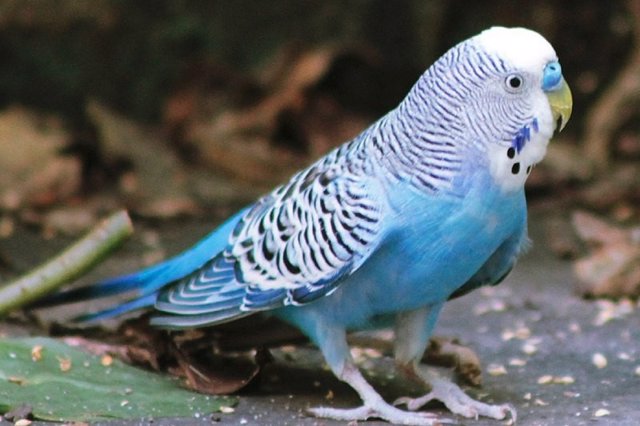 Varias especies de loros australianos han mostrado, por término medio, un aumento del 4% al 10% en el tamaño del pico desde 1871