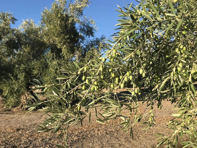 Archivo - Olivar en Jaén.