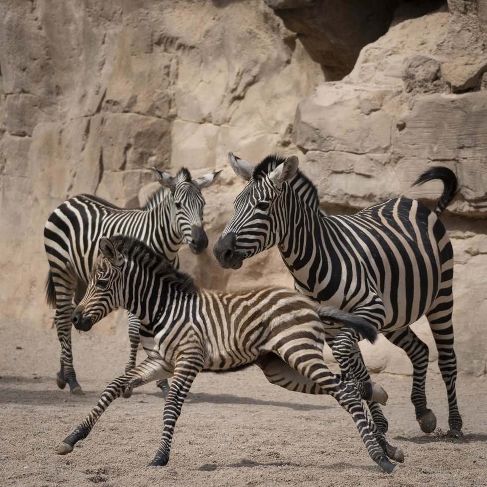 Nace una cebra en Bioparc