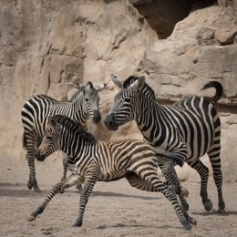 Naix una zebra en Bioparc