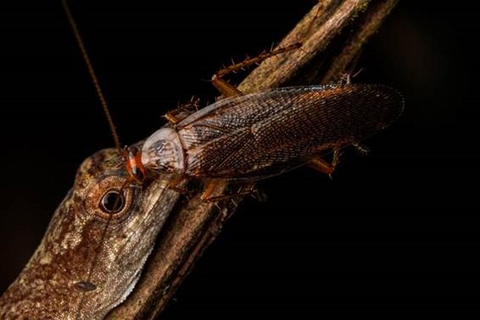 Archivo - Fotografía de una cucaracha bebiendo las lágrimas de un anolis delgado, tomada en marzo de 2019 en la Amazonía ecuatoriana