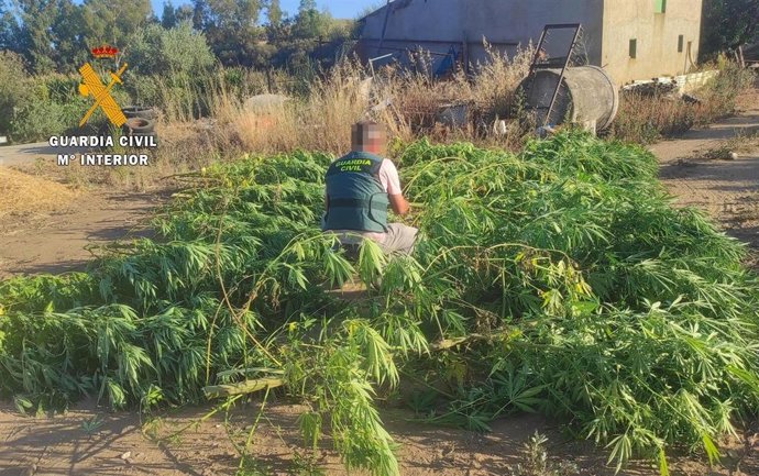 Un guardia Civil en una plantación de marihuana desmantelada