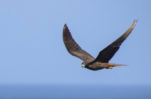 Un halcón de Eleonora de morfo oscuro sobrevolando el islote canario de Alegranza en el Océano Atlántico.