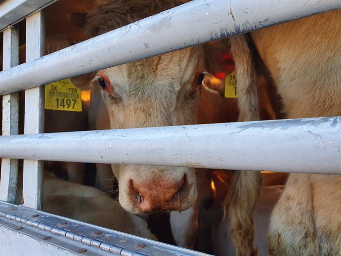 Archivo - The bull calf Lukas on the transport from Slovakia to Turkey in September 2020. Lukas is representative for millions of animals that are transported daily through the EU and beyond its borders.