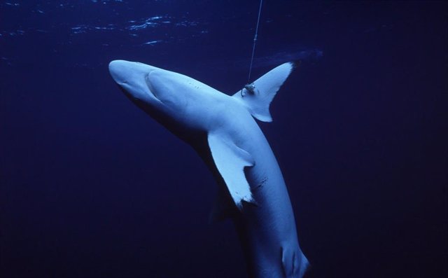 Lista Roja de la UICN para todos los tiburones, rayas y quimeras