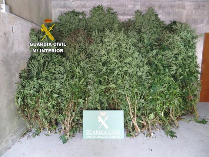 Cannabis incautado