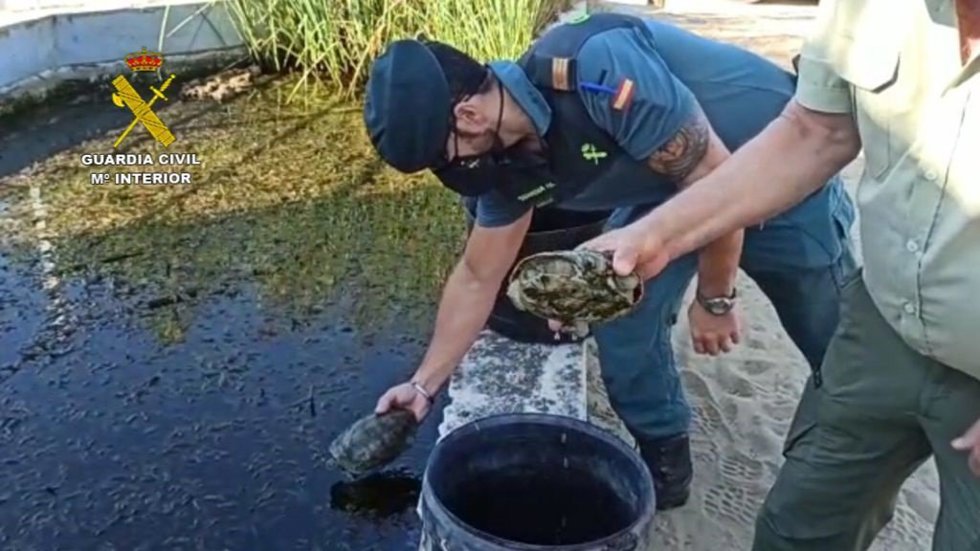 Imagen de los animales protegidos devueltos a su hábitat natural.
