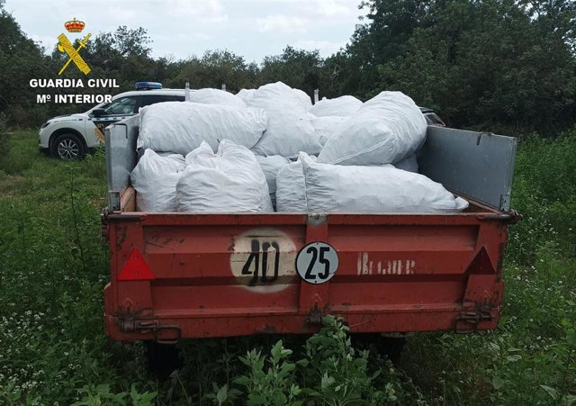 Detenidos cinco hombres por sustraer más de una tonelada de algarrobas en Sant Jordi