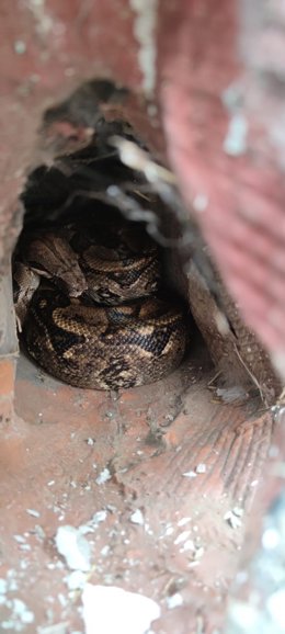Imagen de la boa capturada por los bomberos.