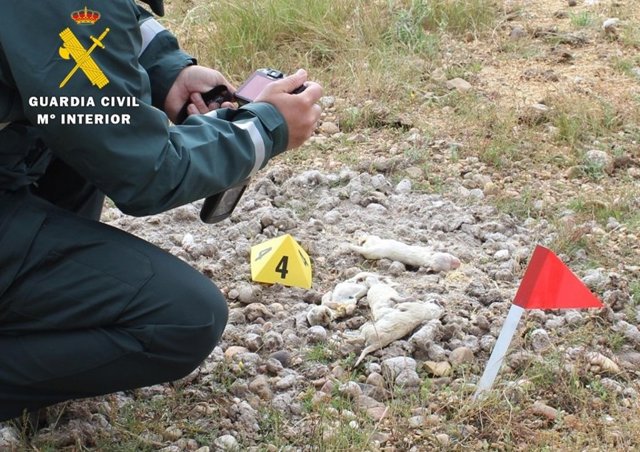 Localización de los cachorros muertos.