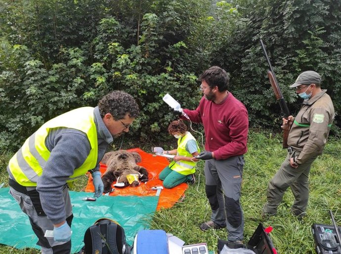 Cantabria colabora en el radiomarcaje de un oso pardo