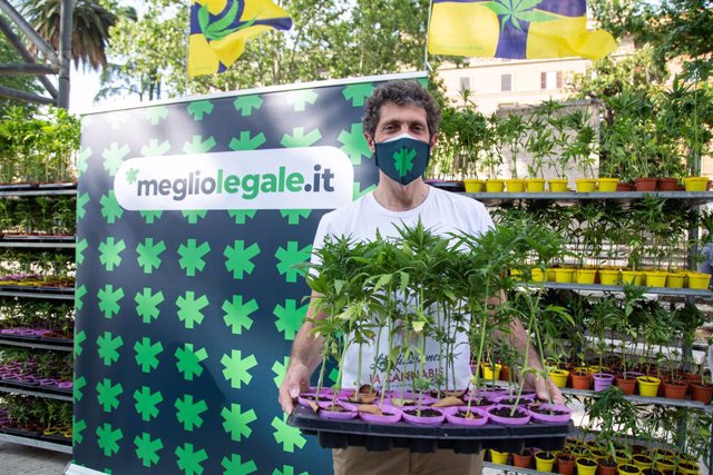Archivo - June 11, 2021, Rome, Italy: Riccardo Magi 6000 Sardine movement and ''Meglio Legale'' association organized a demonstration in Piazza Vittorio Emanuele in Rome in which they brought six thousand legal cannabis plants to discuss issue of legaliza