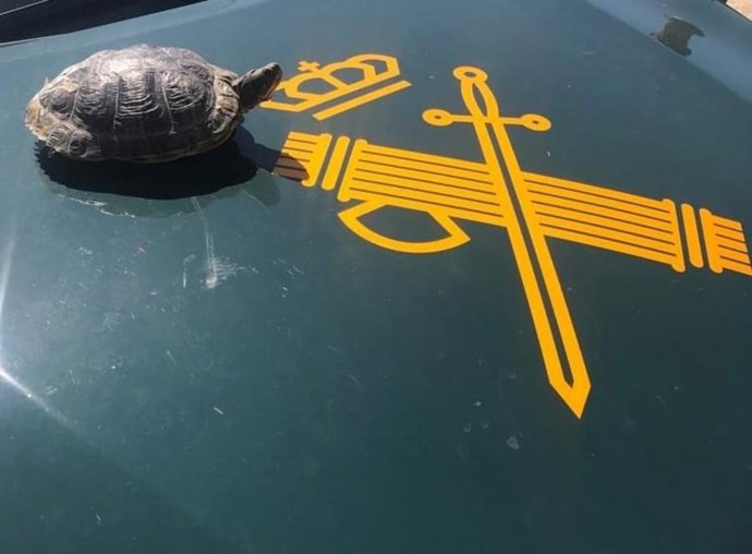 Imagen de la tortuga.