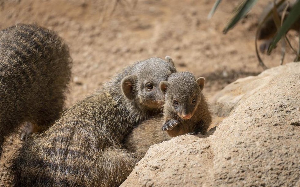 Imagen de mangosta nacida en Bioparc Valencia