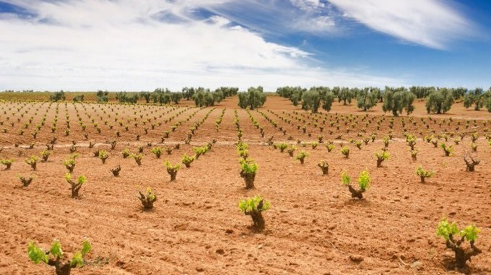 Viñedo