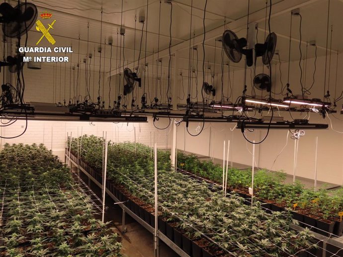 Nave con más de 1.400 plantas de marihuana encontrada por la Guardia Civil en Cuenca