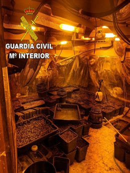 Plantación de marihuana desmantelada por la Guardia Civil en la provincia de Guadalajara