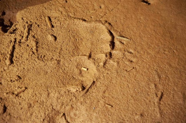 Descubiertas en La Garma huellas humanas, de oso y un grabado de un caballo en el suelo