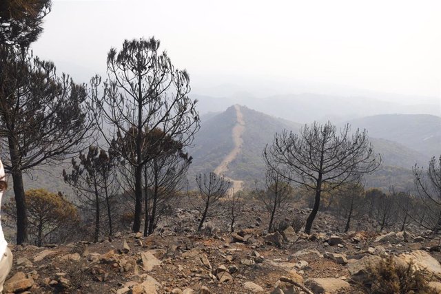 Paraje calcinados por el  incendio en Sierra Bermeja a 10 de septiembre 2021 en Estepona (Málaga) (Andalucía)