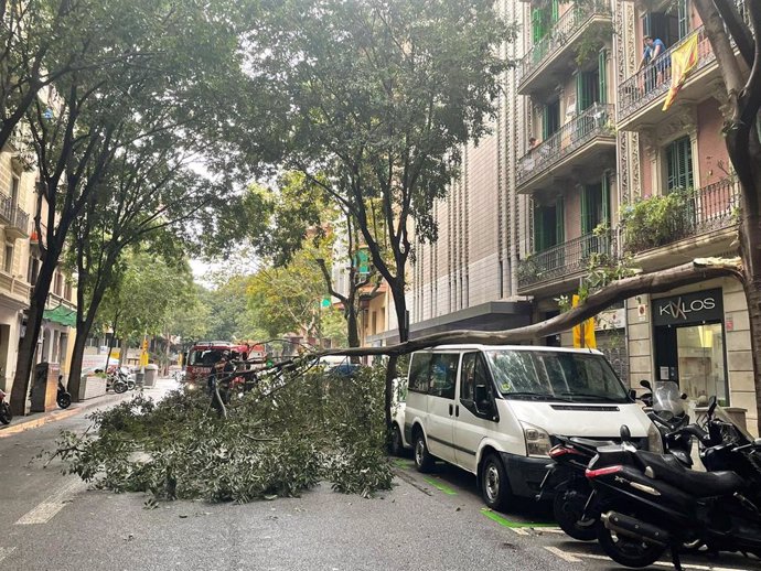 La lluvia y el viento tumban un árbol en el Eixample de Barcelona, el 10 de septiembre de 2021.