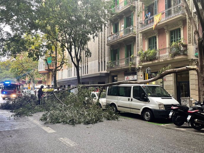 Imatge d'un arbre sobre una furgoneta a causa de les pluges a Barcelona