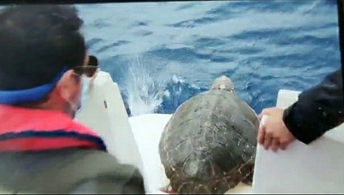 Liberado un ejemplar de tortuga boba recogido en junio.