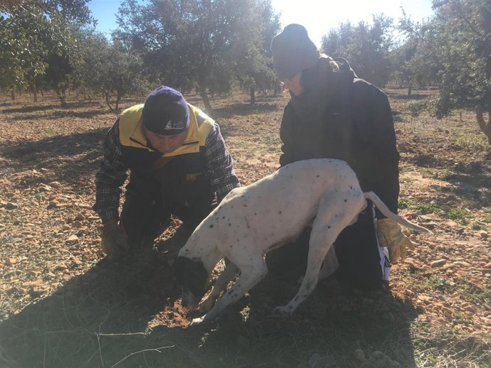 La DPZ y el CITA colaboran para mejorar la producción y la innovación agroalimentaria de la trufa.
