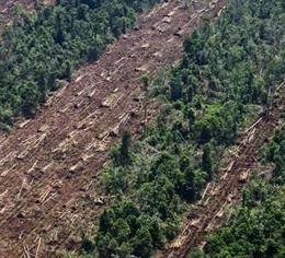 Archivo - Tala de madera de un bosque tropical de Indonesia