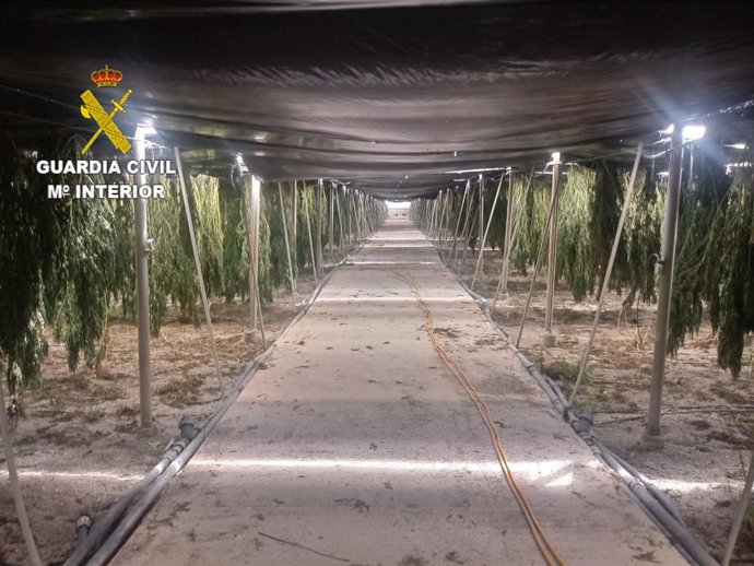 Uno de los invernaderos en los que ha actuado la Guardia Civil