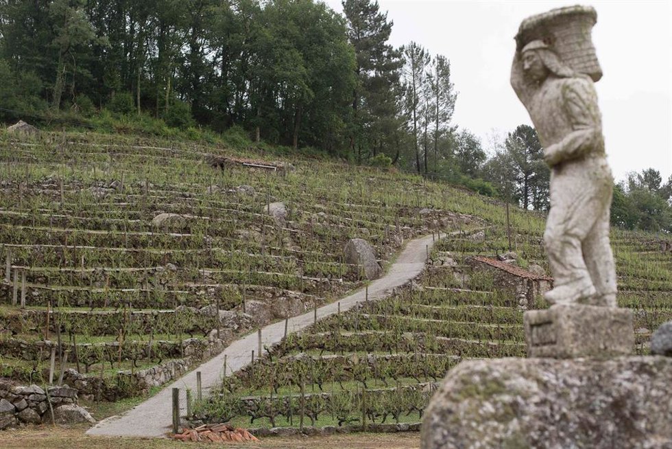 Archivo - Viñedos de la propiedad de Adega Amedo, bodega incluida en la D.O. Ribeira Sacra