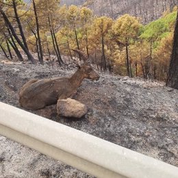 Un anima en el incendio en Sierra Bermeja