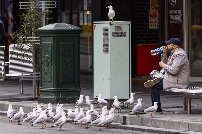 Seagulls gather around a person sitting for a snack along Elizabeth Street in Melbourne, Sunday, September 12, 2021. Victoria reported 392 new locally acquired COVID-19 cases, with 107 infections linked to current outbreaks and 285 still under investiga