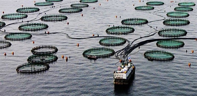 Archivo -  Explotaciones acuícolas 