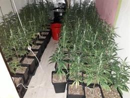 Imagen de las 99 plantas de marihuana intervenidas por la Policía en el interior de una vivienda de Valladolid