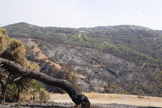 Parajes quemados en el incendio de Sierra Bermeja en una imagen de archivo 