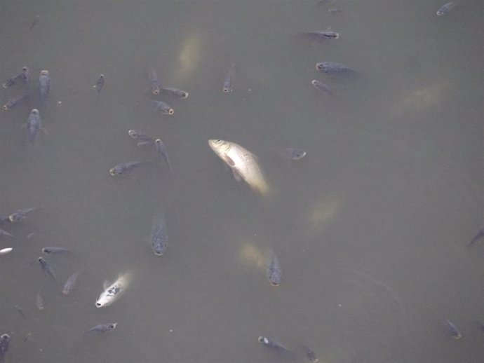 Imagen de peces muertos en el embalse de los Rodeos