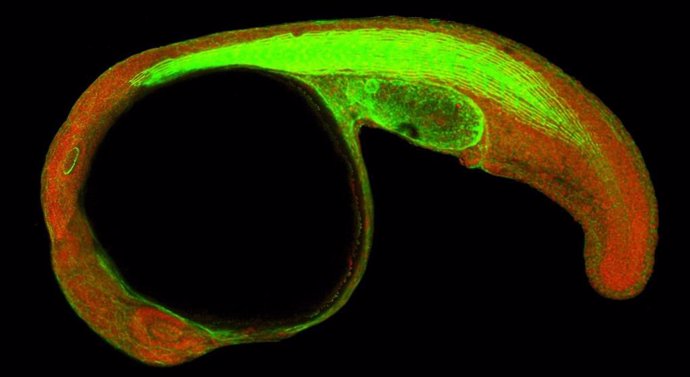 Imagen de microscopía confocal de un embrión de pez cebra (Danio rerio) en la que se puede ver la proteína CTCF en el núcleo celular (rojo) y los filamentos de actina del citoesqueleto celular (verde). / CABD