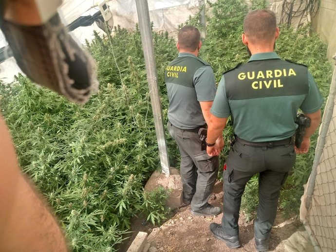 Plantación de marihuana intervenida por la Guardia Civil en la provincia de Granada