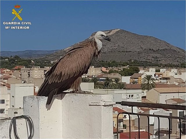 Buitre rescatado en Novelda