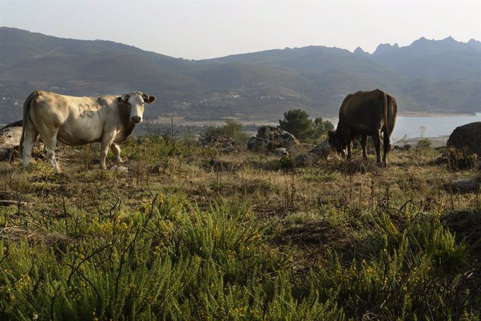 Dos vacas en el embalse de Salas en la cuenca Miño-Sil, a 24 de agosto de 2021, en Galicia, (España). En Salas -en Ourense-, los informes de la Xunta de Galicia indican que su actual nivel de ocupación es del 27,3%. En el caso de Portas su capacidad act